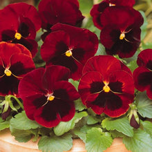 Pansy Semi Delta Pure Rose Seeds for reliable seasonal color