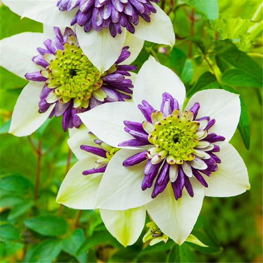 White Clematis Clematis Florida Flower Seeds for Planting in Backyard Gardening and Climbing Structures - for planting in home garden