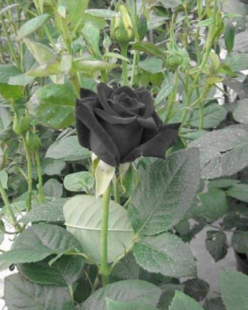 Rose Rosa Hybrida Tree Form Flower Seeds for Planting – Suitable for Ornamental Borders and Patio Gardening