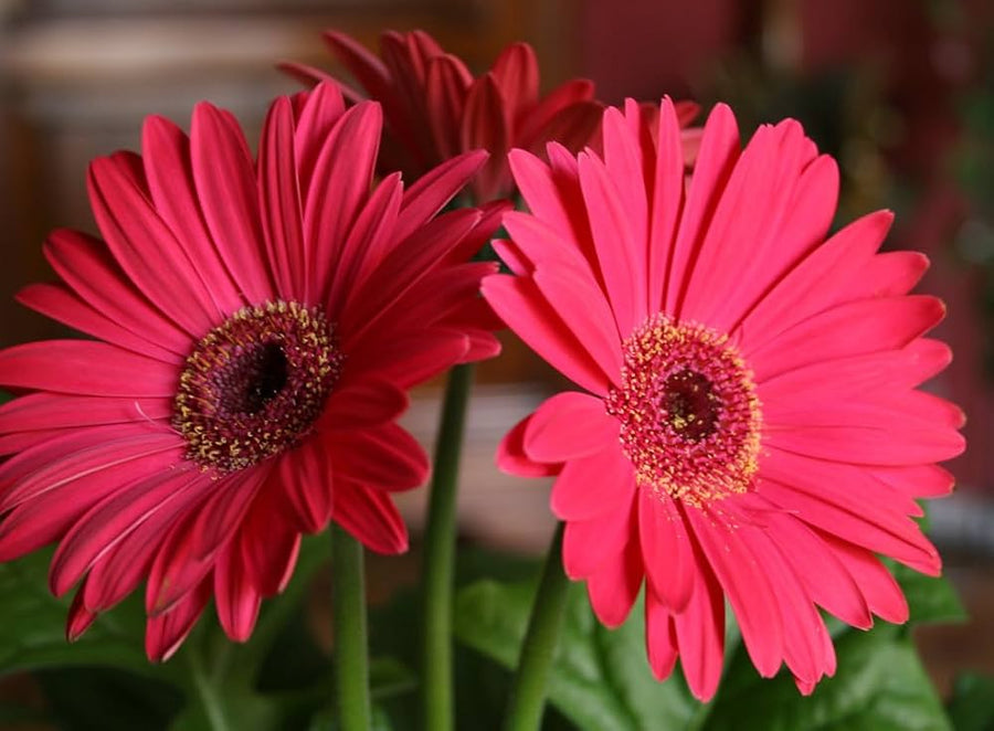 Gerbera Daisy Seeds for gardeners building out beds and borders