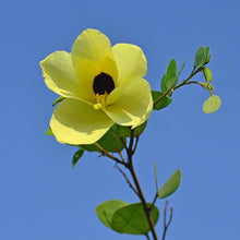 Yellow Orchid Perennial Seeds for colorful blooms in the Balcony & Garden