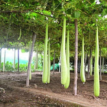 Bottle Gourd Seeds (Lagenaria siceraria) for a fresh homegrown crop from the vegetable patches and backyard gardens