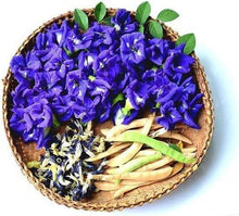 Clitoria Ternatea Seeds (Clitoria ternatea) for a bright addition to the Flower Bed & Garden