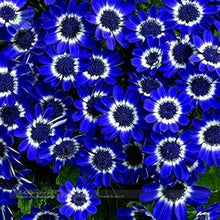 Blue Linen Seeds for colorful blooms in the Perennial, Tropical Garden Blooms