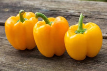 Sweet Yellow Pepper Golden California Wonder Seeds for growers stocking a kitchen garden