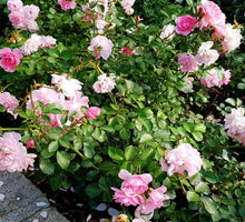 Rosa Chinensis Dendroidal Rose Seeds for a lasting display in the Flower Bed