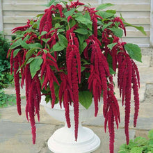Amaranthus Love Lies Bleeding Red Amaranthus Caudatus - Bulk Seeds for colorful blooms in the Colorful Flower Beds