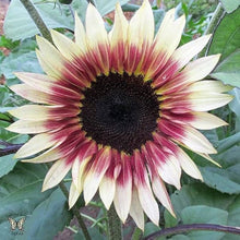 Red Sun Fortune Blue Sunflower Seeds for growers seeking a long-blooming display