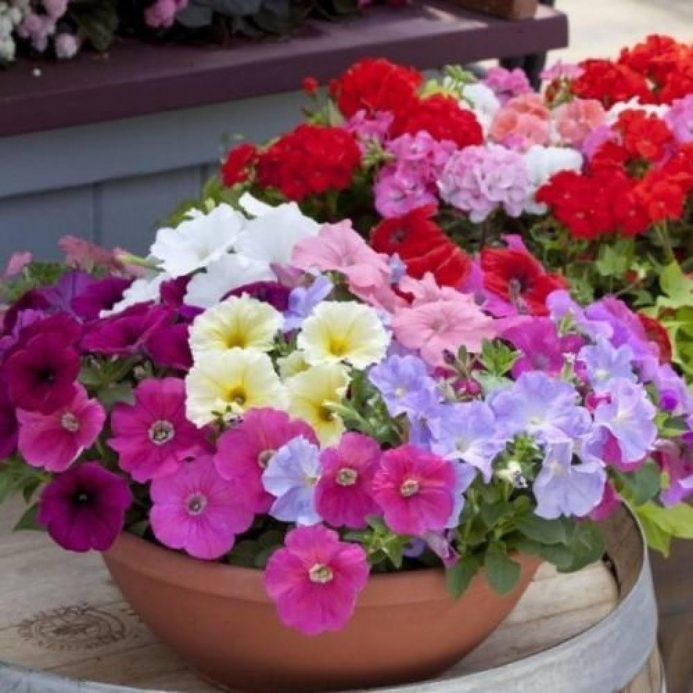 Petunia Double Petal Flower ��������� Petunia spp. ��������� for planting in white garden