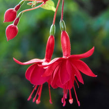 Fuchsia Seeds (Fuchsia hybrida) for a bright addition to the vertical garden hanging baskets