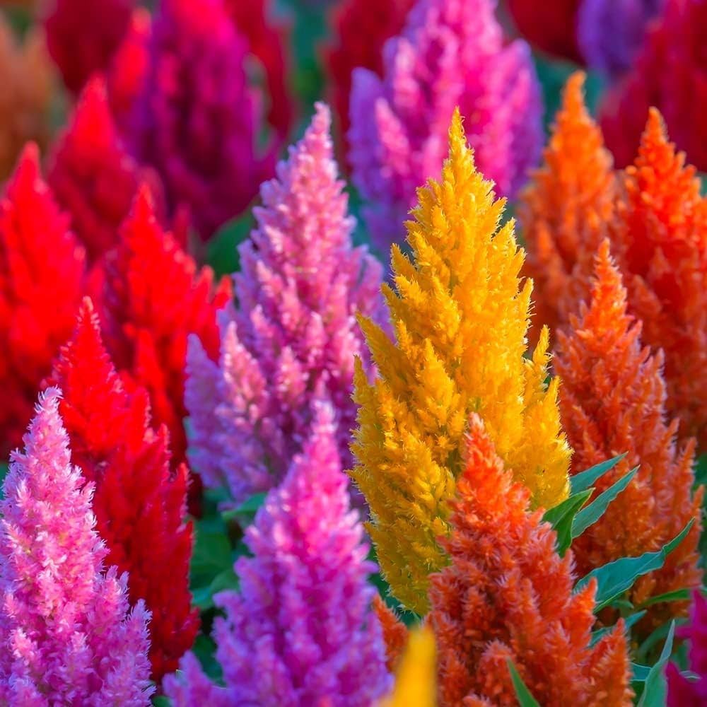 Orange Cockscomb Seeds (Celosia argentea) for growers planting the Flower Bed