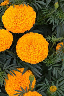 Heirloom Seeds for seasonal color across the Garden