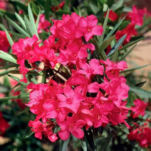 Oleander Nerium oleander for planting in flower bed