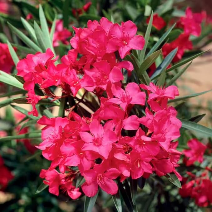 Oleander Nerium oleander for planting in flower bed
