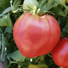 Giant Red Oxheart Tomato Seeds for growers stocking the Your Garden