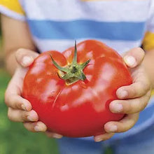 Earliana Organic Beef Tomato Seeds for a productive addition to the vegetable patch