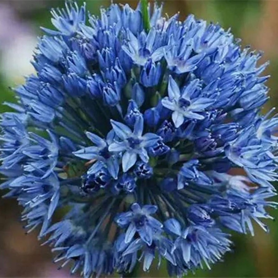 Black Giant Allium (Allium giganteum) seeds for planting in balcony gardens