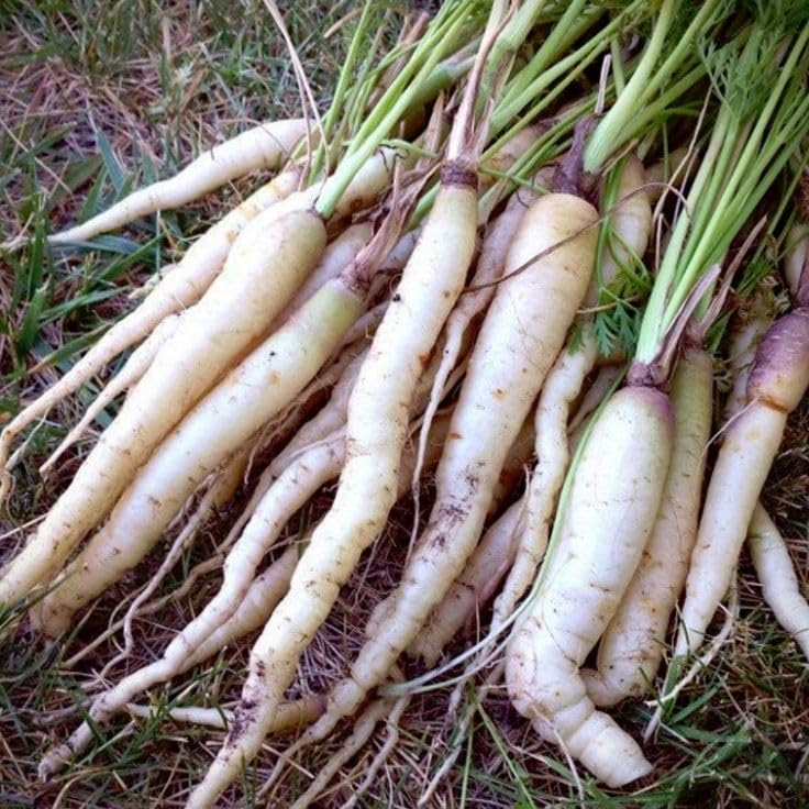White Satin carrot vegetable garden seeds
