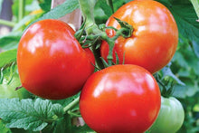 Celebrity Tomato Seeds (Solanum lycopersicum) for a reliable harvest in the high-yield home garden planting