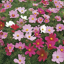 Cosmos Seeds (Cosmos bipinnatus) for seasonal color across the Home Backyard Border