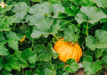 Atlantic Giant Pumpkin Seeds known for competitions