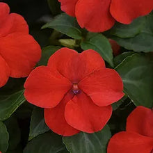 Bright red Adonis flower seeds for garden planting