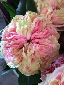 Chinese Climbing Rose Rosa chinensis flower seeds for home trellises and backyard gardens - for planting in home garden