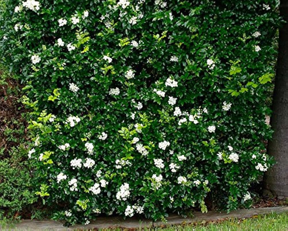 Murraya Paniculata for planting