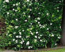 Murraya Paniculata for planting