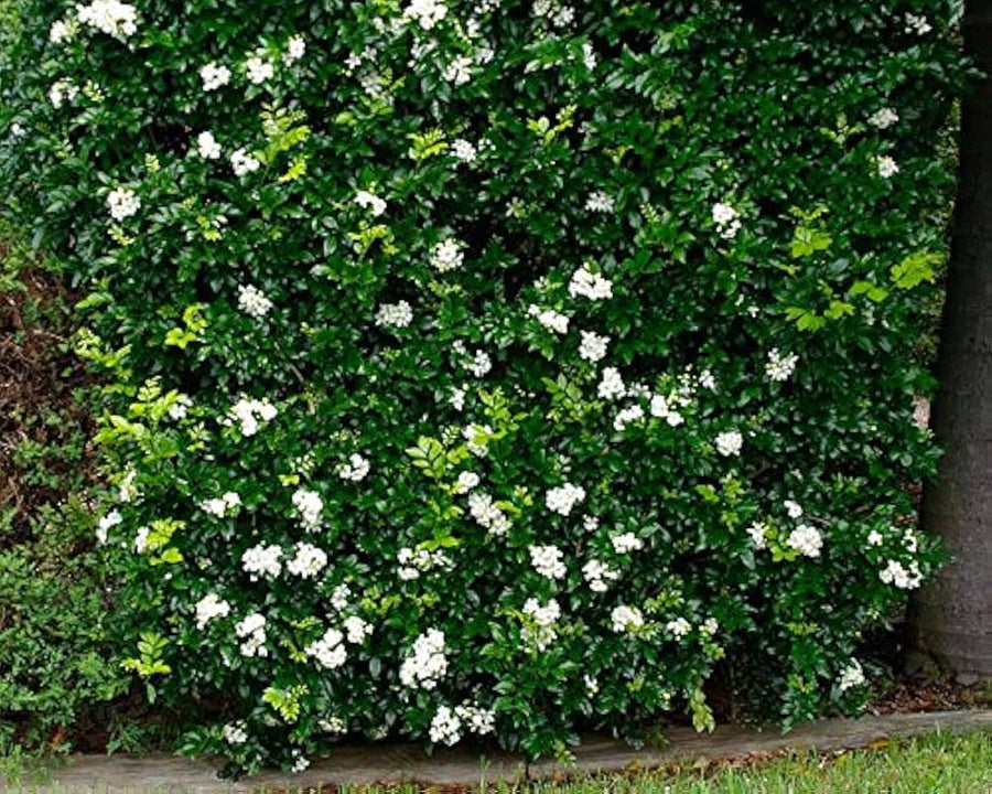 Murraya Paniculata for planting