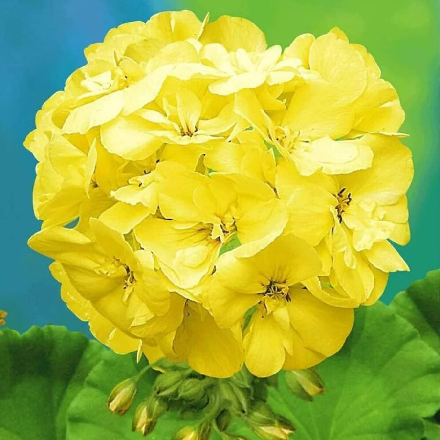 Light Yellow Mixed Geranium (Pelargonium spp.) for rainbow bonsai flower garden