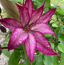 Clematis Seeds for a lasting addition to the DIY Home Garden Bonsai & Beauty Projects