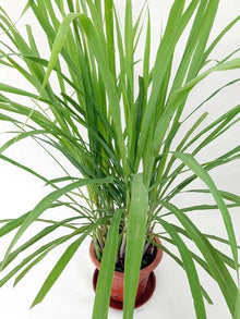 Lemongrass Cymbopogon Citratus Plant Seeds for reliable seasonal color