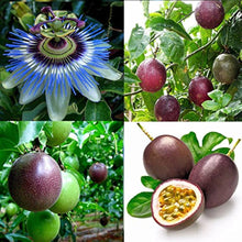 Purple Passionfruit Seeds (Passiflora edulis) for a homegrown harvest from the Tropical Home Garden Planting