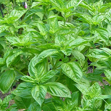 Lemon Basil Seeds for growers planting the Herb Garden & Vegetable Patch