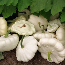 Dahlia Dahlia Pinnata True Seeds for reliable seasonal color