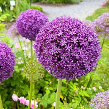 Allium Seeds for gardeners building out beds and borders