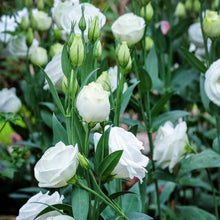 Eustoma Seeds for gardeners building out beds and borders