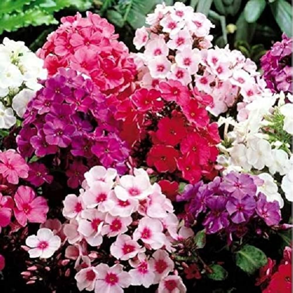 Garden Phlox Phlox Paniculata Flower Seeds for Planting in Home Garden and Cottage Borders - for planting in home garden