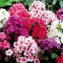 Garden Phlox Phlox Paniculata Flower Seeds for Planting in Home Garden and Cottage Borders - for planting in home garden