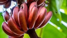 Dwarf Banana Seeds for a lasting display in the Musa patio garden