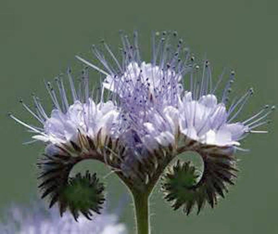 Lacy Phacelia and Purple Yarrow flower seeds for garden beds