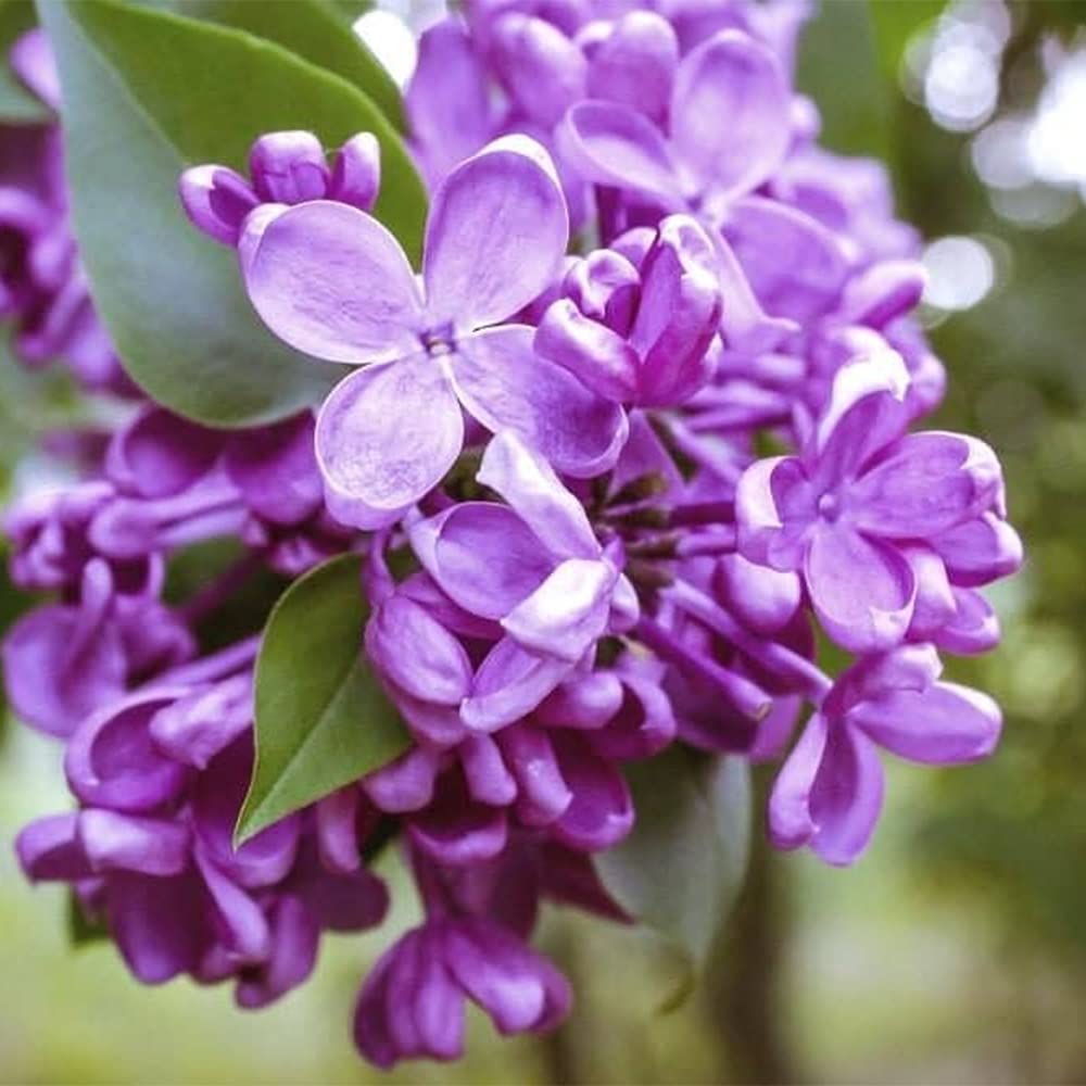 Japanese Lilac Syringa reticulata flowering tree seeds for planting in backyard gardens - for planting in home garden