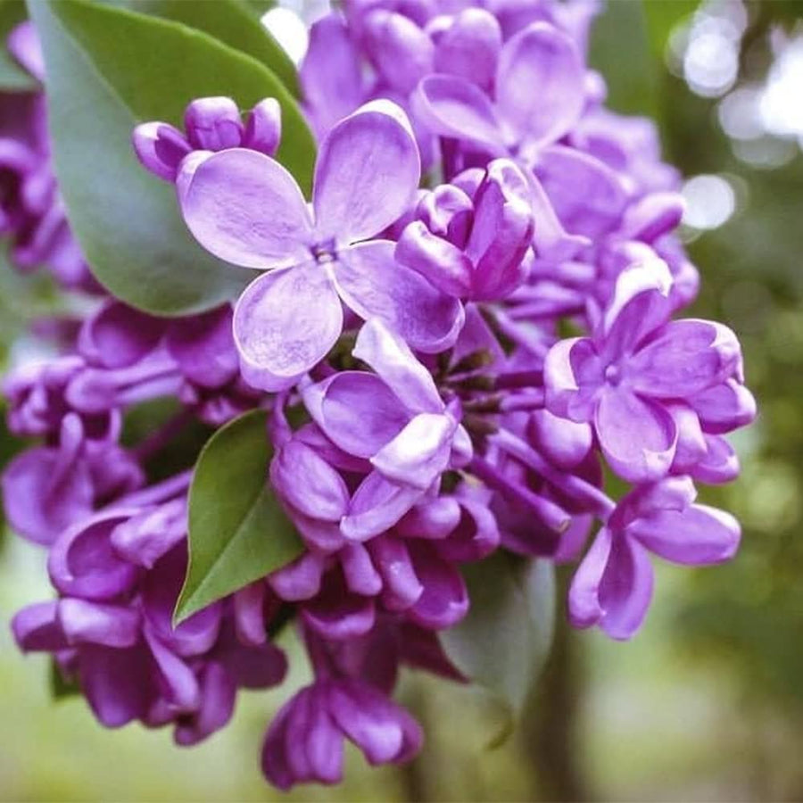 Japanese Lilac Syringa reticulata flowering tree seeds for planting in backyard gardens - for planting in home garden