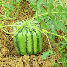 Watermelon Citrullus Lanatus Square Seeds valued by growers for backyard Fruit Harvest