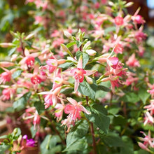 Fuchsia Seeds (Fuchsia spp.) for growers filling out the Flower Bed & Garden