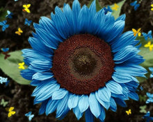 Sunflower Seeds (Helianthus annuus) for a colorful addition to any planting