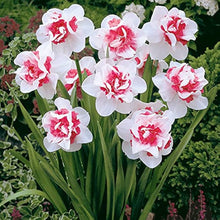 Pink Daffodil Narcissus Spp. Seeds for gardeners building out beds and borders