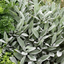 Giant Sage Plants for a fragrant addition to the herb patch