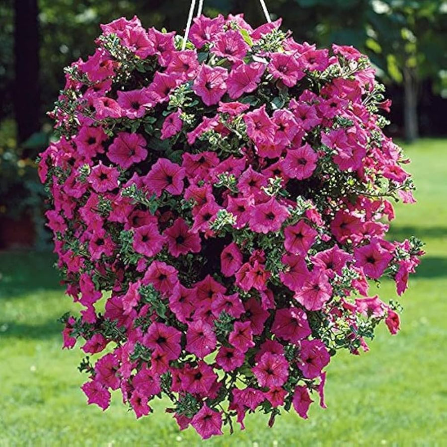 Petunia Petunia Hybrida Hanging Pink Wavy Flower Seeds for Planting – Suitable for Hanging Baskets and Balcony Pots